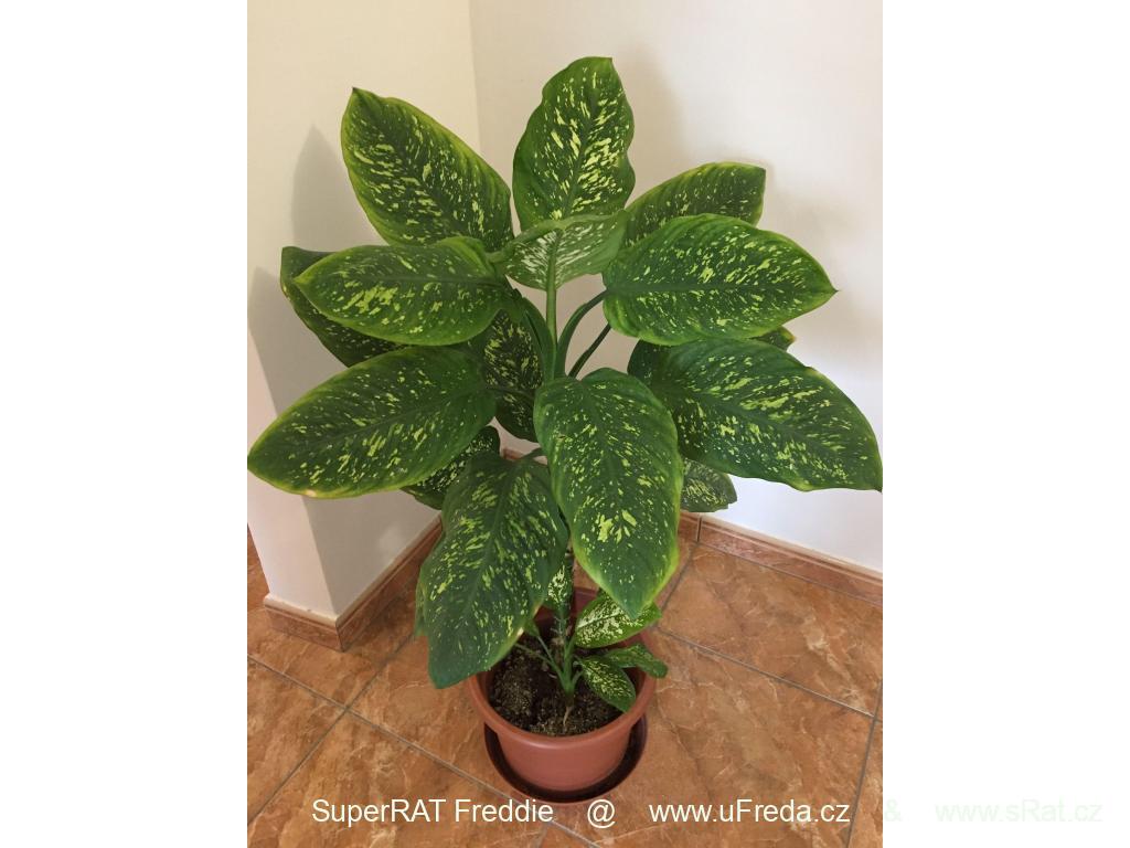 Difenbachie, vzrostlé, dekorativní