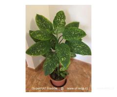 Difenbachie, vzrostlé, dekorativní