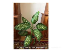 Difenbachie, vzrostlé, dekorativní
